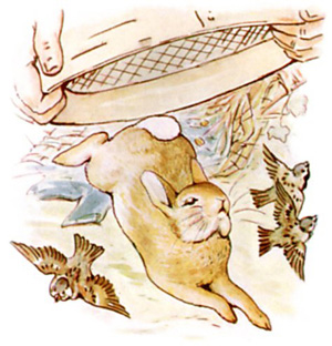 Illustration from the classic children's story The Tale Of Peter Rabbit, by Beatrix Potter